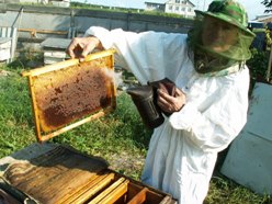 Экологически чистый мёд